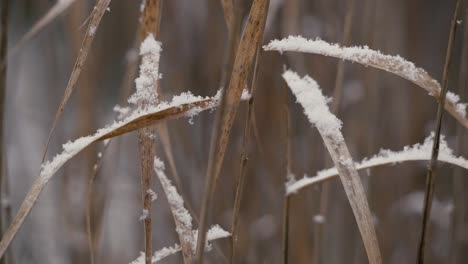 Close-up-grass-plant-under-the-snow-in-slow-motion,-light-in-end-of-afternoon