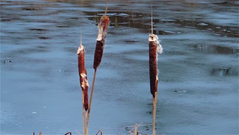 Slow-Motion-View-of-Cattails-Wintertime-30FPS---Handheld-Steady-Shot
