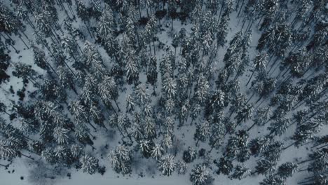 Winter-mountain-forest-tree-canyon-with-snow-and-ice-in-the-idyllic-Bavarian-Austrian-alps-from-above