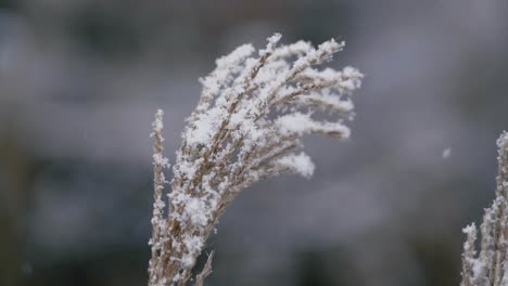 Beautiful-grass-plant-seedling-under-the-snow-in-slow-motion