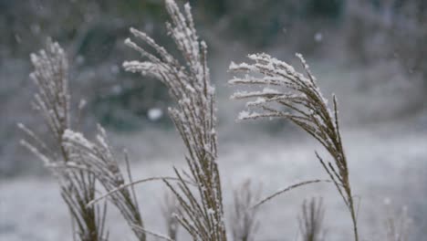 Wide-angle-of-beautiful-grass-plant-seedling-under-the-snow-in-slow-motion,-dark-mood