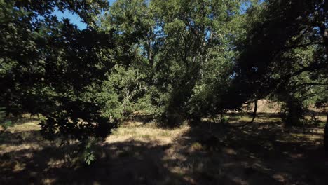 Camera-moving-back-through-a-forest-of-oak-and-chestnut-trees