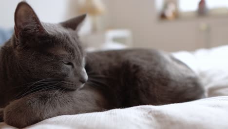 Grey-cat-getting-comfortable-on-bed