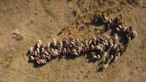 Herd-of-sheeps-forming-the-shape-of-horizontal-arrow