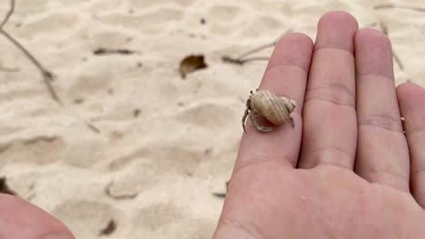 Baby-crab-in-a-rapan-shell-walking-on-a-man's-hand-with-a-sandy-beach-in-the-background