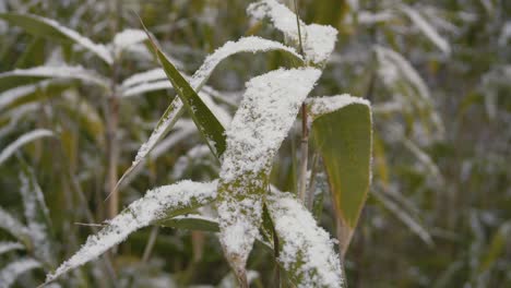 Close-up-shot-of-snow-falling-on-bamboo-leaf-in-winter