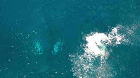 Excellent-Aerial-Shot-Of-Humpback-Whales-Swimming-And-Splashing-In-Maui,-Hawaii