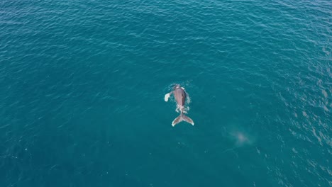 Ausgezeichnete-Luftaufnahme-Von-Buckelwalen,-Die-In-Maui,-Hawaii,-Das-Wasser-Durchbrechen