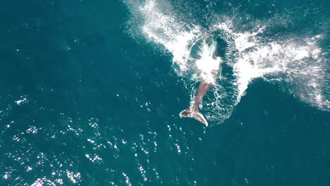 Excellent-Aerial-Shot-Of-Humpback-Whales-Jumping-Out-Of-The-Water-In-Maui,-Hawaii