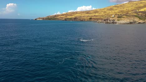 Ausgezeichnete-Luftaufnahme-Von-Buckelwalen,-Die-In-Maui,-Hawaii,-Das-Wasser-Durchbrechen