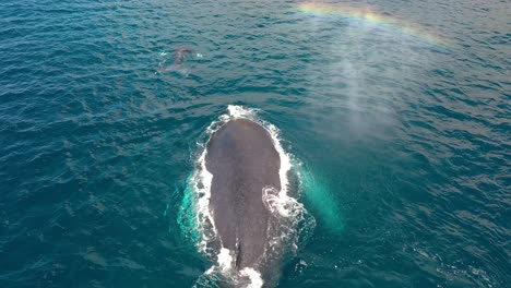 Ausgezeichnete-Luftaufnahme-Von-Buckelwalen,-Die-In-Maui,-Hawaii-Schwimmen