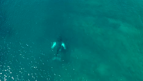 Excellent-Aerial-Shot-Of-A-Humpback-Whale-Swimming-With-Her-Baby-In-Maui,-Hawaii