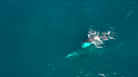 Excellent-Aerial-Shot-Of-A-Baby-Humpback-Whale-Breaching-The-Water-In-Maui,-Hawaii-While-Swimming-With-Its-Mother