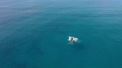 Hervorragende-Luftaufnahme-Eines-Buckelwals,-Der-Mit-Seinem-Baby-In-Maui,-Hawaii,-Schwimmt