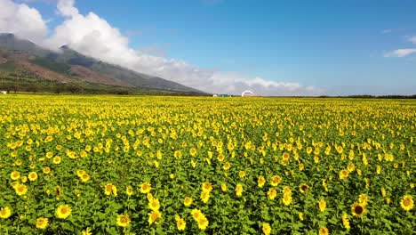 Excellent-Shot-Of-A-Sunflower-Field-In-Maui,-Hawaii