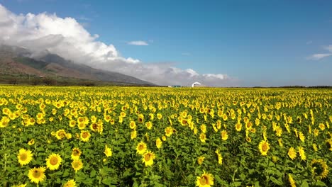 Excellent-Aerial-Shot-Moving-Over-A-Sunflower-Field-In-Maui,-Hawaii