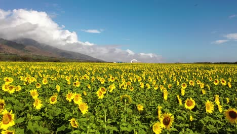 Excellent-Aerial-Shot-Backtracking-From-A-Sunflower-Field-In-Maui,-Hawaii