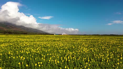 Ausgezeichnete-Luftaufnahme,-Die-Sich-über-Einem-Sonnenblumenfeld-In-Maui,-Hawaii-Bewegt