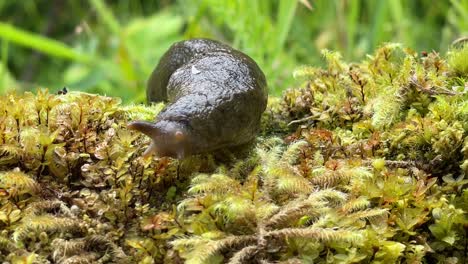 Close-Up-Of-A-Banana-Slug-Oozing-Over-Some-Moss-In-Alaska