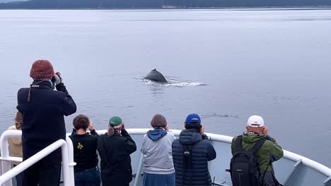 Tourists-Photograph-Humpback-Whales-From-Their-Cruise-Ship-In-Southeast-Alaska