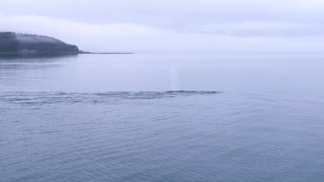 Una-Manada-De-Ballenas-Jorobadas-Nada-En-El-Sureste-De-Alaska
