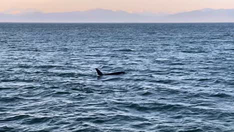 Una-Manada-De-Orcas-Nada-En-El-Sureste-De-Alaska