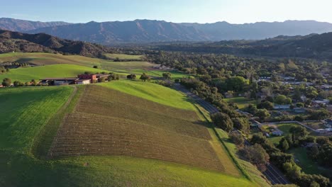 Excellent-Aerial-Shot-Of-A-Vineyard-In-Oak-View,-California