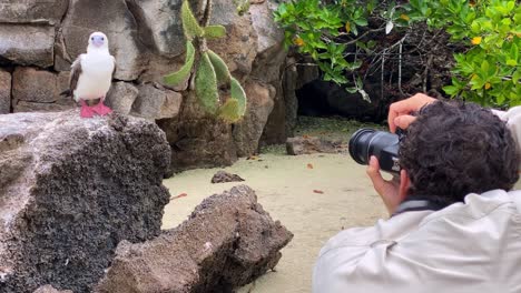 Ein-Fotograf-Fotografiert-Einen-Rotfußtölpel-Auf-Den-Galapagosinseln