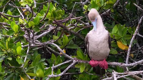 A-Red-Footed-Booby-Preens-Its-Feathers-In-The-Galapagos