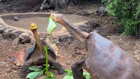 Riesenschildkröten-Streiten-Sich-Auf-Galapagos-Fast-Um-Nahrung