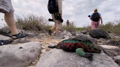 Los-Turistas-Fotografían-Una-Iguana-Marina-Descansando-Sobre-Unas-Rocas-En-Las-Galápagos.
