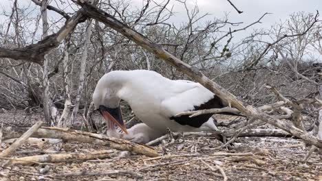 A-Nazca-Booby-Feeds-Her-Chick-On-The-Galapagos