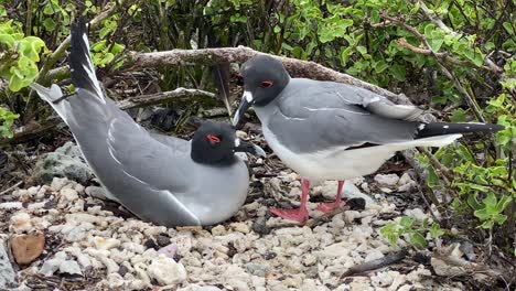 A-Swallow-Tailed-Gull-Preens-Its-Mate'S-Feathers-On-The-Galapagos