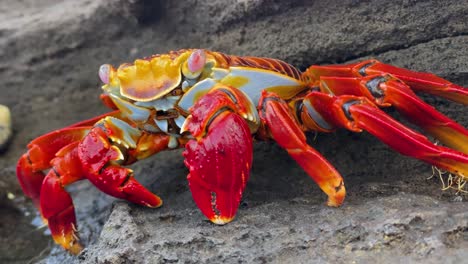 Nahaufnahme-Einer-Sally-Lightfoot-Krabbe-Auf-Den-Galapagosinseln