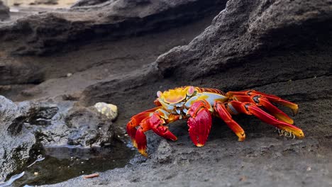 Ausgezeichnete-Aufnahme-Einer-Sally-Lightfoot-krabbe-In-Den-Galapagos