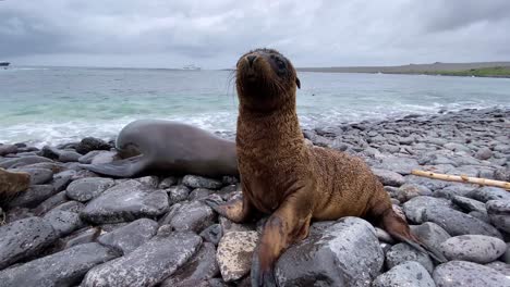 Eine-Seelöwe-Und-Ihr-Welpe-Genießen-Die-Wellen,-Die-An-Die-Felsige-Küste-Einer-Galapagos-Insel-Schlagen