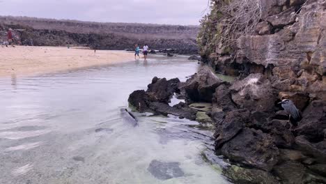 Touristen-Sehen-Einem-Seelöwen-Beim-Schwimmen-Auf-Den-Galapagosinseln-Zu