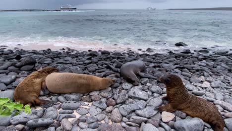Seelöwen-Genießen-Die-Wellen,-Die-An-Die-Felsige-Küste-Einer-Galapagos-Insel-Schlagen