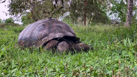 Zeitrafferfotografie-Zeigt-Eine-Vorderansicht-Einer-Riesenschildkröte,-Die-Auf-Den-Galapagos-Inseln-Gras-Frisst
