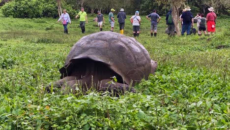 Zeitrafferfotografie-Einer-Riesenschildkröte,-Die-Auf-Den-Galapagos-Inseln-Gras-Frisst,-Während-Touristen-In-Der-Nähe-Stehen