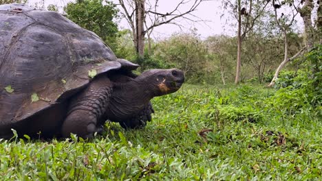 Zeitrafferfotografie-Zeigt-Eine-Seitenansicht-Einer-Riesenschildkröte,-Die-Auf-Den-Galapagos-Inseln-Gras-Frisst