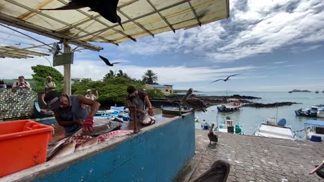 Seevögel-Schwärmen-Auf-Einem-Fischmarkt-Im-Hafen-Von-Puerto-Ayora-Auf-Galapagos