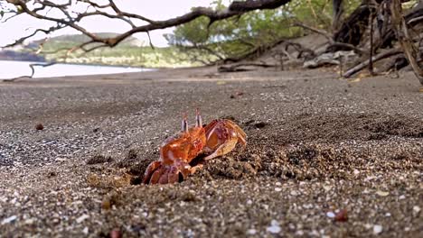 A-Ghost-Crab-Slips-Into-Its-Hole-On-The-Beach-Of-Santiago-Island-In-The-Galapagos