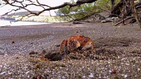 A-Ghost-Crab-Comes-Out-Of-Its-Hole-On-The-Beach-Of-Santiago-Island-In-The-Galapagos,-With-Sand-In-Its-Claws