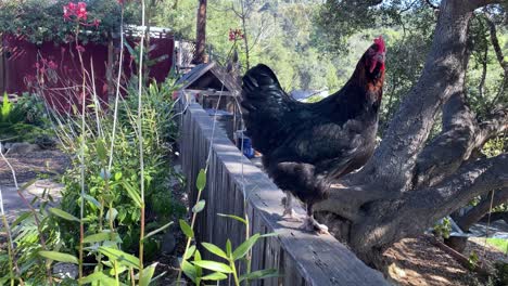 Ein-Hahn-Kräht-Auf-Einer-Farm-In-Oak-View,-Kalifornien