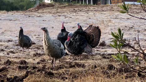A-Flock-Of-Wild-Turkeys-Lives-In-Ojai,-California