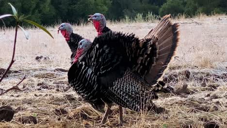 Male-Wild-Turkeys-In-Ojai,-California-Make-Mating-Calls