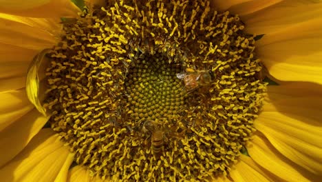 Bees-Pollenate-A-Sunflower