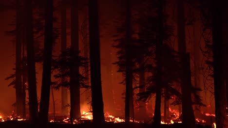 El-Fuego-Dixie-Arde-Sin-Control-En-Un-Bosque-En-El-Norte-De-California-Por-La-Noche