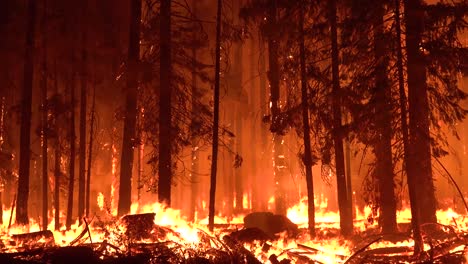 El-Fuego-Dixie-Arde-Sin-Control-En-Un-Bosque-En-El-Norte-De-California-Por-La-Noche